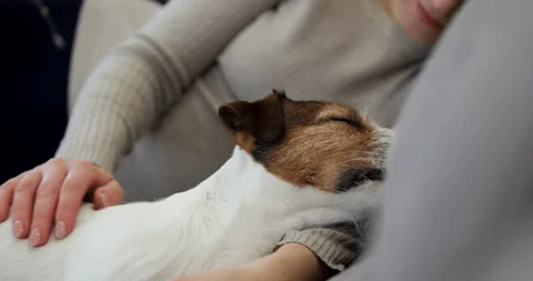 Katze wird gebürstet